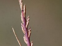 Catapodium marinum 3, Laksteeltje, Saxifraga-Peter Meininger