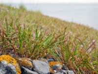 Catapodium marinum 4, Laksteeltje, Saxifraga-Ed Stikvoort