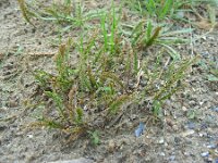 Catapodium marinum 5, Laksteeltje, Saxifraga-Ed Stikvoort