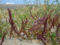 Catapodium marinum 6, Laksteeltje, Saxifraga-Ed Stikvoort