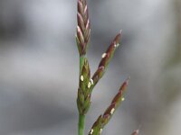Catapodium rigidum 10, Stijf hardgras, Saxifraga-Rutger Barendse