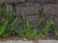 Catapodium rigidum 11, Stijf hardgras, Saxifraga-Ed Stikvoort