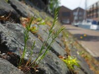 Catapodium rigidum 13, Stijf hardgras, Saxifraga-Ed Stikvoort