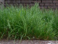 Catapodium rigidum 15, Stijf hardgras, Saxifraga-Ed Stikvoort