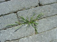 Catapodium rigidum 16, Stijf hardgras, Saxifraga-Ed Stikvoort