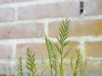 Catapodium rigidum 17, Stijf hardgras, Saxifraga-Ed Stikvoort