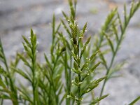 Catapodium rigidum 18, Stijf hardgras, Saxifraga-Ed Stikvoort