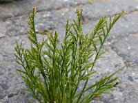 Catapodium rigidum 19, Stijf hardgras, Saxifraga-Ed Stikvoort