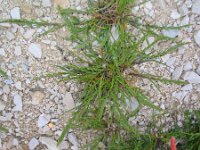 Catapodium rigidum 2, Stijf hardgras, Saxifraga-Jasenka Topic