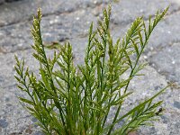 Catapodium rigidum 20, Stijf hardgras, Saxifraga-Ed Stikvoort