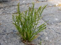 Catapodium rigidum 21, Stijf hardgras, Saxifraga-Ed Stikvoort