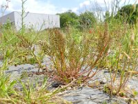 Catapodium rigidum 6, Stijf hardgras, Saxifraga-Rutger Barendse