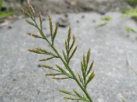 Catapodium rigidum 8, Stijf hardgras, Saxifraga-Rutger Barendse