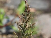 Catapodium rigidum 9, Stijf hardgras, Saxifraga-Rutger Barendse