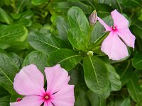 Catharanthus roseus