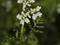 Caucalis platycarpos, Small Bur-parsley