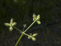 Caucalis platycarpos 3, Caucalis, Saxifraga-Marijke Verhagen