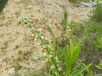Caylusea abyssinica
