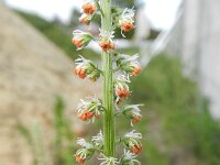 Caylusea abyssinica 2, Saxifraga-Rutger Barendse