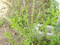 Caylusea abyssinica 4, Saxifraga-Rutger Barendse