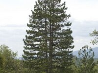 Cedrus atlantica