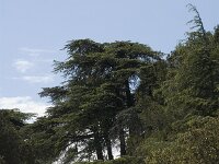 Cedrus atlantica 11, Saxifraga-Jan van der Straaten