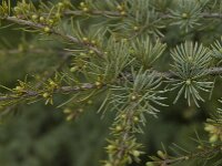 Cedrus atlantica 13, Saxifraga-Willem van Kruijsbergen