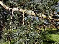 Cedrus atlantica 17, Atlasceder, Saxifraga-Ed Stikvoort