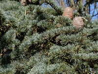 Cedrus atlantica 19, Atlasceder, Saxifraga-Ed Stikvoort