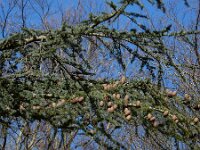 Cedrus atlantica 2, Atlasceder, Saxifraga-Ed Stikvoort