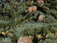 Cedrus atlantica 20, Atlasceder, Saxifraga-Ed Stikvoort