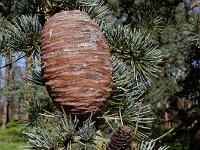 Cedrus atlantica 21, Atlasceder, Saxifraga-Ed Stikvoort