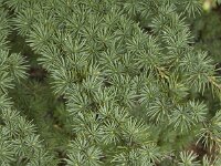 Cedrus atlantica 3, Saxifraga-Willem van Kruijsbergen