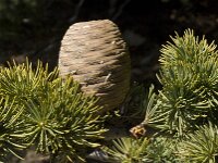 Cedrus atlantica 7, Saxifraga-Jan van der Straaten