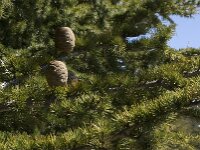 Cedrus atlantica 8, Saxifraga-Willem van Kruijsbergen
