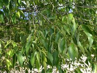 Celtis australis
