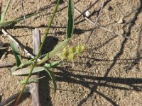 Cenchrus capitatus 2, Saxifraga-Jasenka Topic