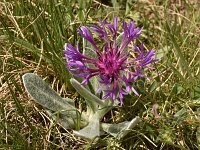 Centaurea achtarovi 3, Saxifraga-Harry Jans  Centaurea achtarovii