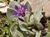 Centaurea achtarovi 4, Saxifraga-Harry Jans  Centaurea achtarovii