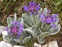 Centaurea achtarovi 7, Saxifraga-Harry Jans  Centaurea achtarovii