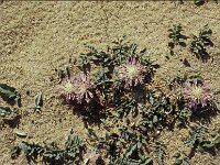 Centaurea aegialophila