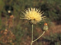 Centaurea africana