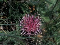 Centaurea amblensis