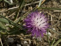 Centaurea aspera 10, Saxifraga-Jan van der Straaten