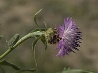 Centaurea aspera 11, Saxifraga-Jan van der Straaten