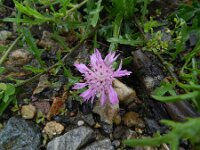 Centaurea aspera 12, Saxifraga-Rutger Barendse