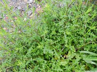 Centaurea aspera 13, Saxifraga-Rutger Barendse