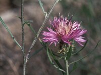 Centaurea aspera