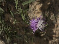 Centaurea aspera 6, Saxifraga-Willem van Kruijsbergen
