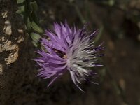 Centaurea aspera 8, Saxifraga-Willem van Kruijsbergen